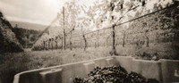 Pinot Harvest, Chateau Wolff
