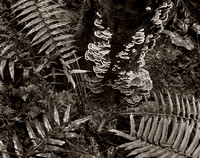 Ferns and Turkey Tails