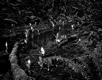 Skunk Cabbage Candles, Morrell Sanctuary