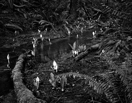 Skunk Cabbage Candles, Morrell Sanctuary