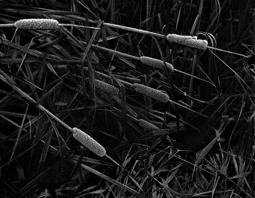 Frosted Bullrushes