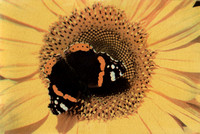Butterfly, Sunflower