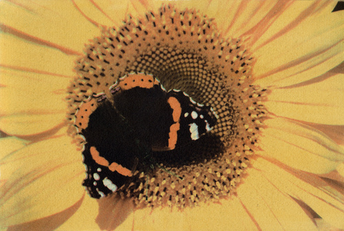 Butterfly, Sunflower